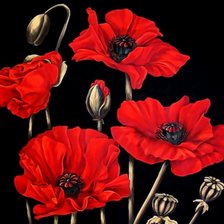 Схема вышивки «Маки»