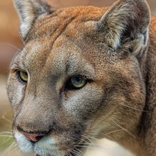 Схема вышивки «Пума 2»