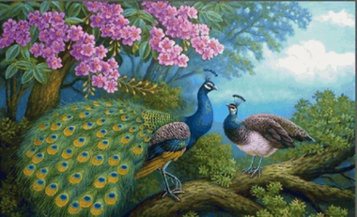 Casal de pavão. - pássaro, flores. - предпросмотр