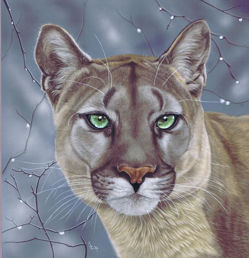 Puma. - animais. - оригинал