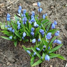 Схема вышивки «Первоцвет»