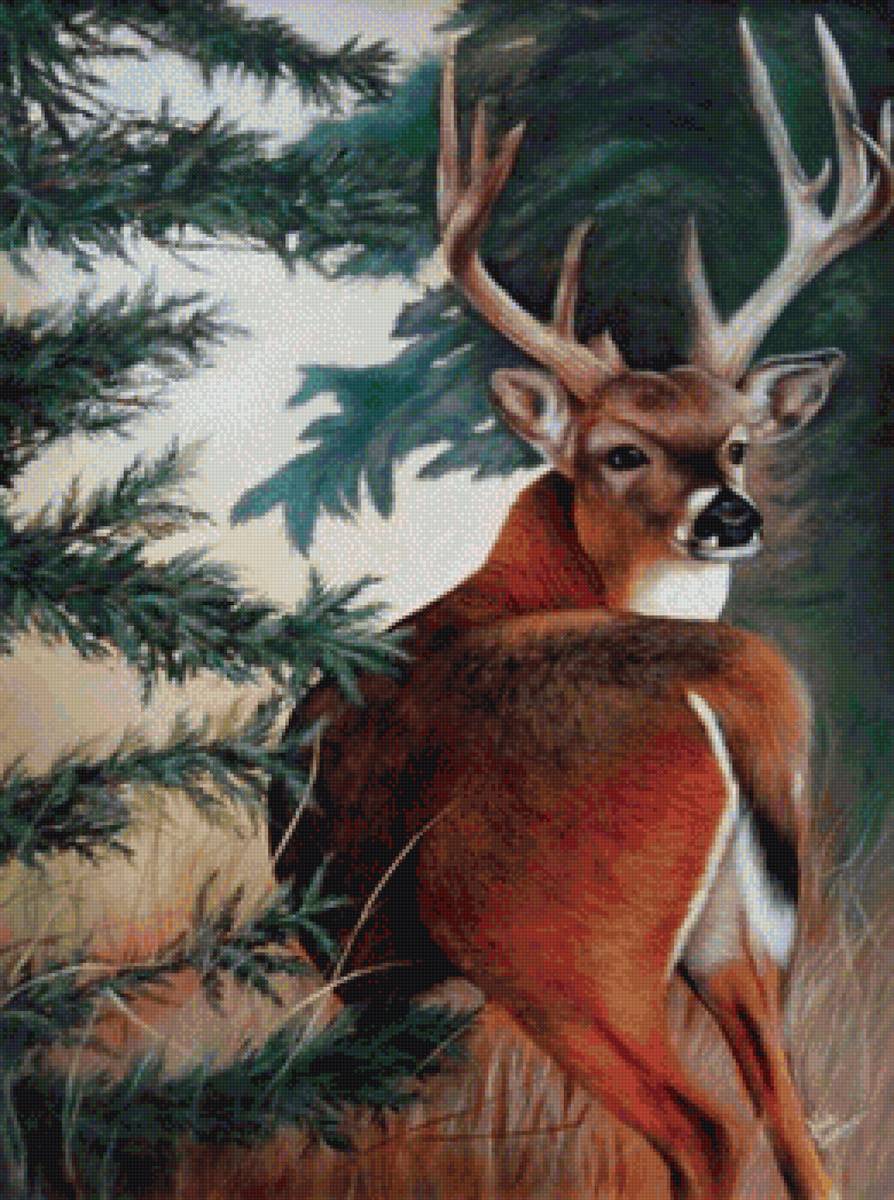 Хозяин тайги - олень, осень, тайга, лес - предпросмотр