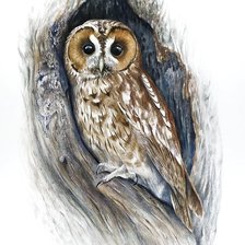 Схема вышивки «Совушка»