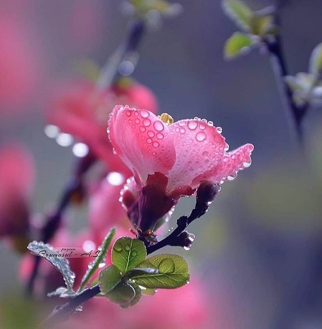 Розовый цветок - цветы, природа, розовый - оригинал