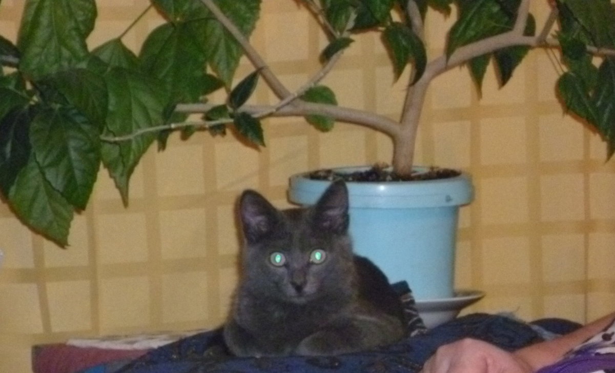 2224 - оригинал