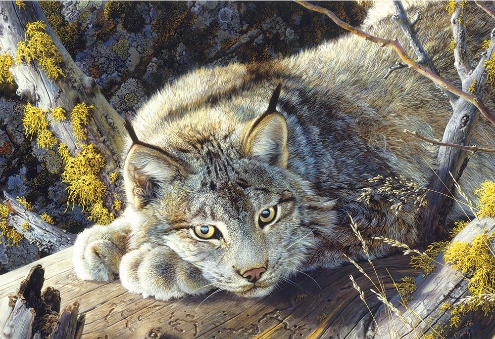 Lince. - animais. - оригинал