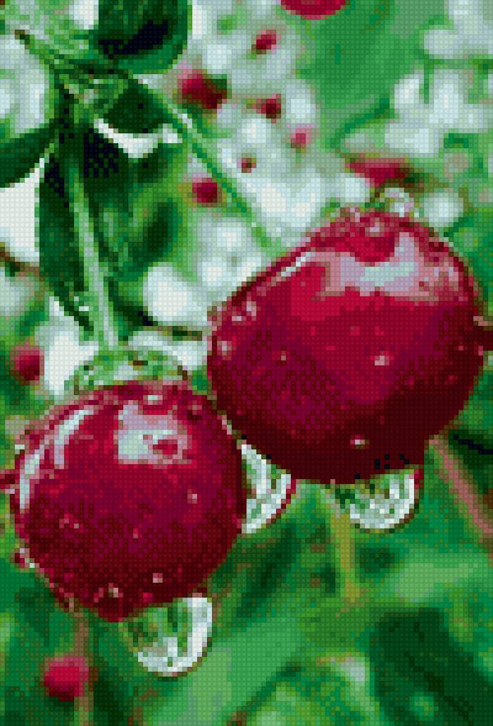 Вишня - ягоды, лето - предпросмотр