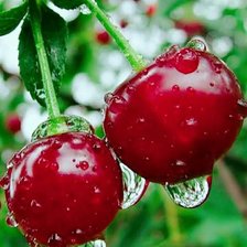 Схема вышивки «Вишня»