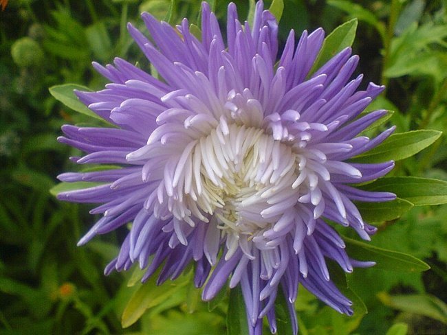 №2312854 - астры - оригинал