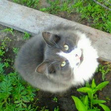 Схема вышивки «котик с родинкой»