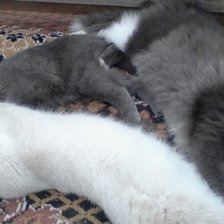 Схема вышивки «54545»