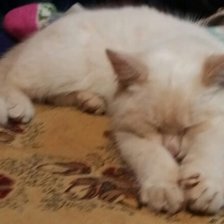 Схема вышивки «потягучки»