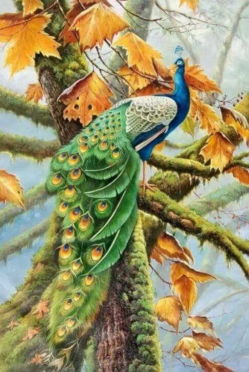 Pavão. - natureza., floresta, pássaro - оригинал