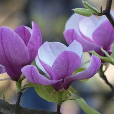 Схема вышивки «Магнолия»