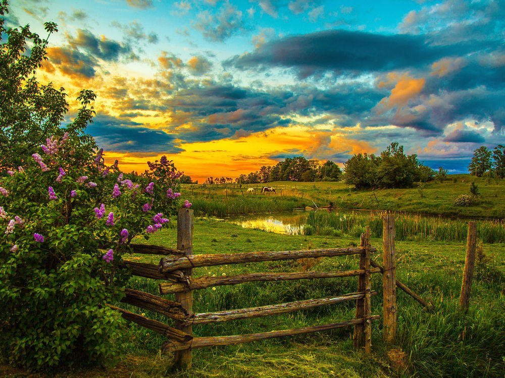 Paisagem. - natureza, paisagens., flores.campo - оригинал