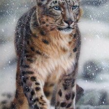 Leopardo  das neves.