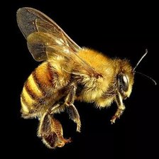 Схема вышивки «медоносная пчела»