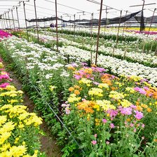 Схема вышивки «สวนสวย»