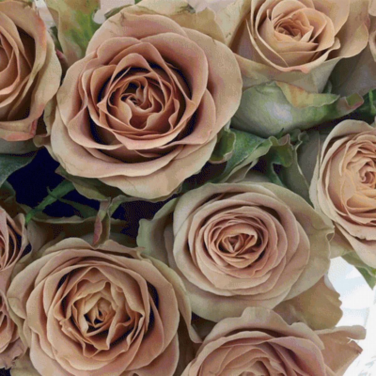 розы - розы - предпросмотр