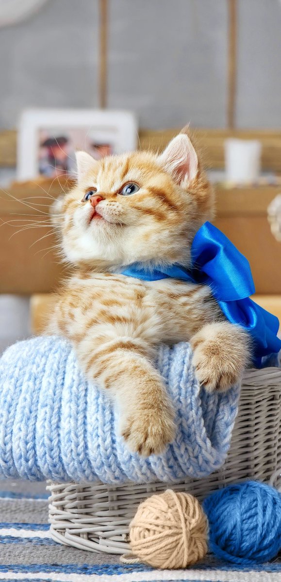 Рыжик - оригинал