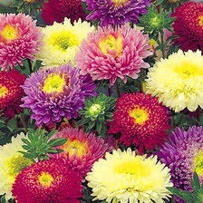 Схема вышивки «Астры»