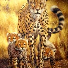 Семейство гепардов