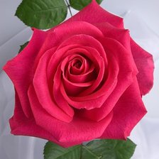 Схема вышивки «Роза»