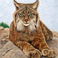 Схема вышивки «Lince.»