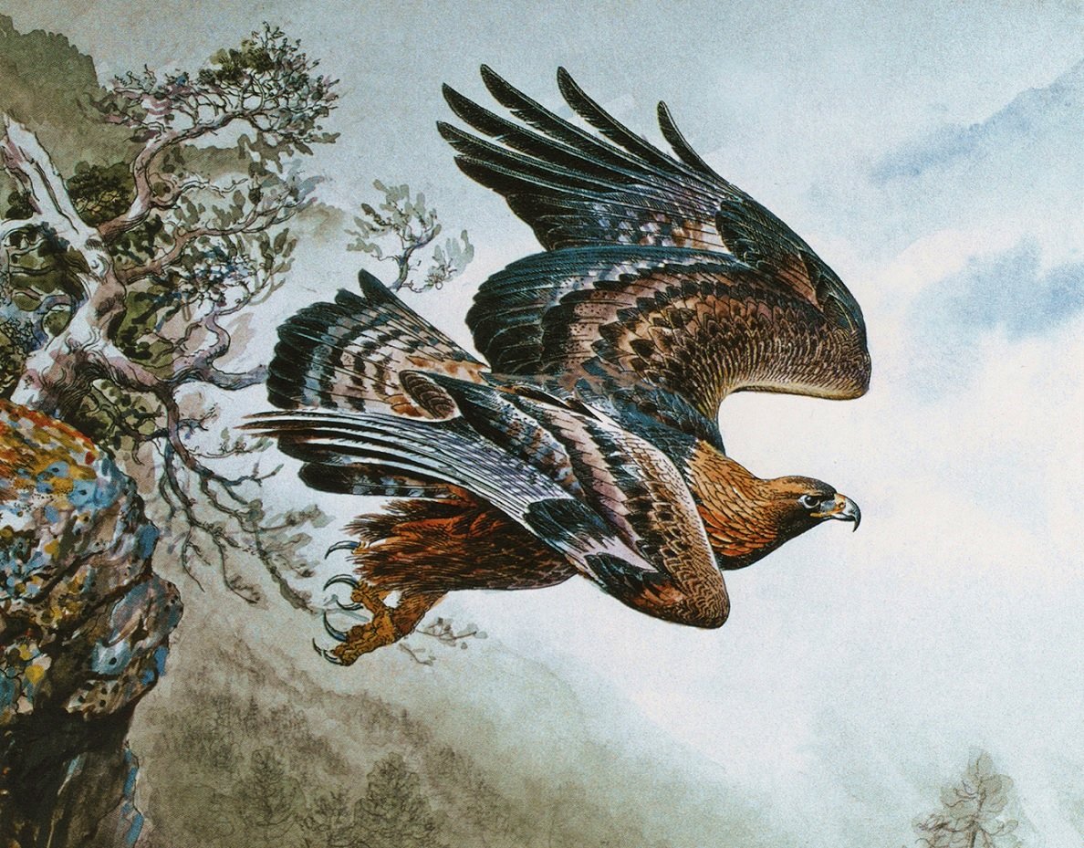 Falcão. - pássaro - оригинал