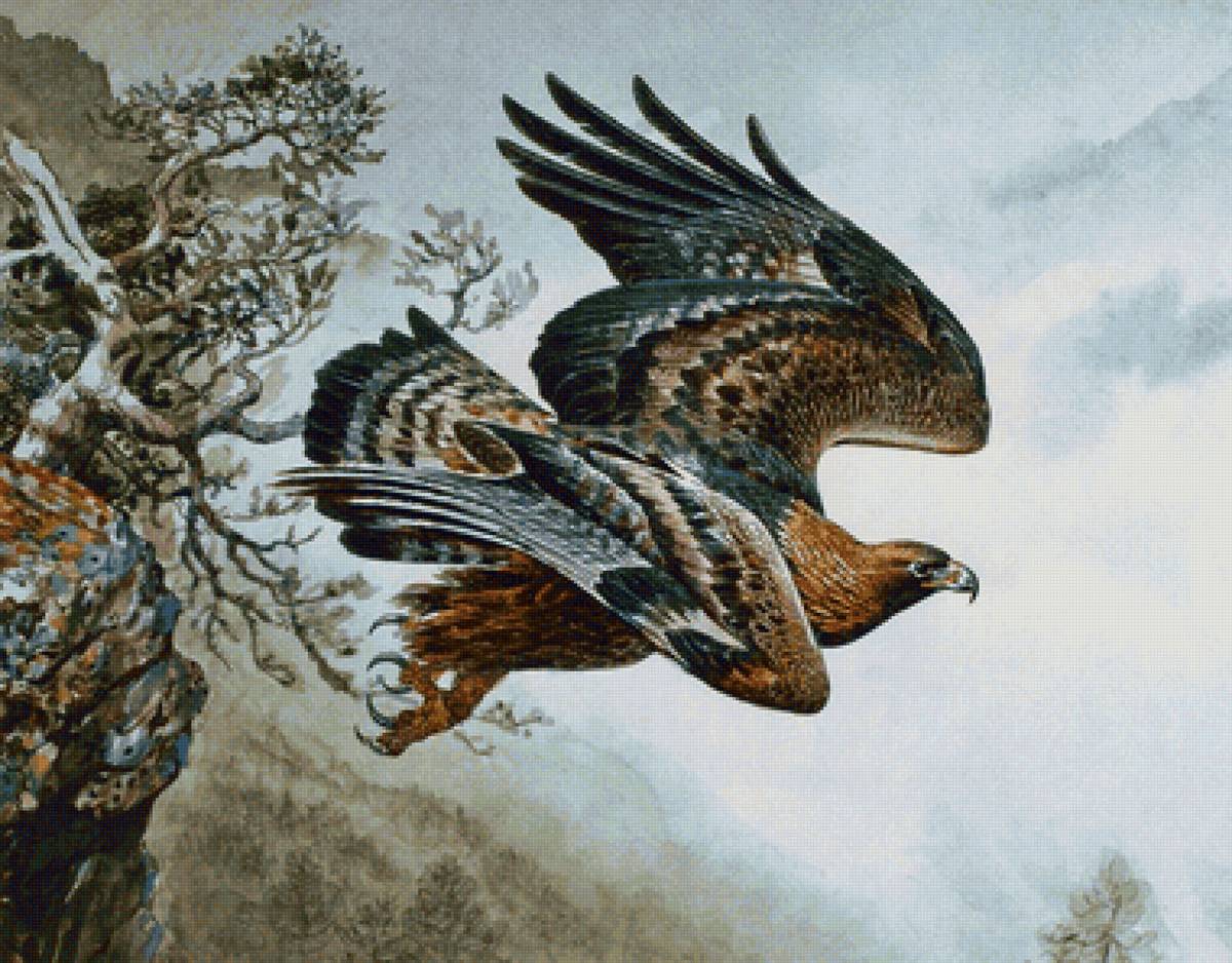 Falcão. - pássaro - предпросмотр