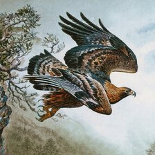 Схема вышивки «Falcão.»