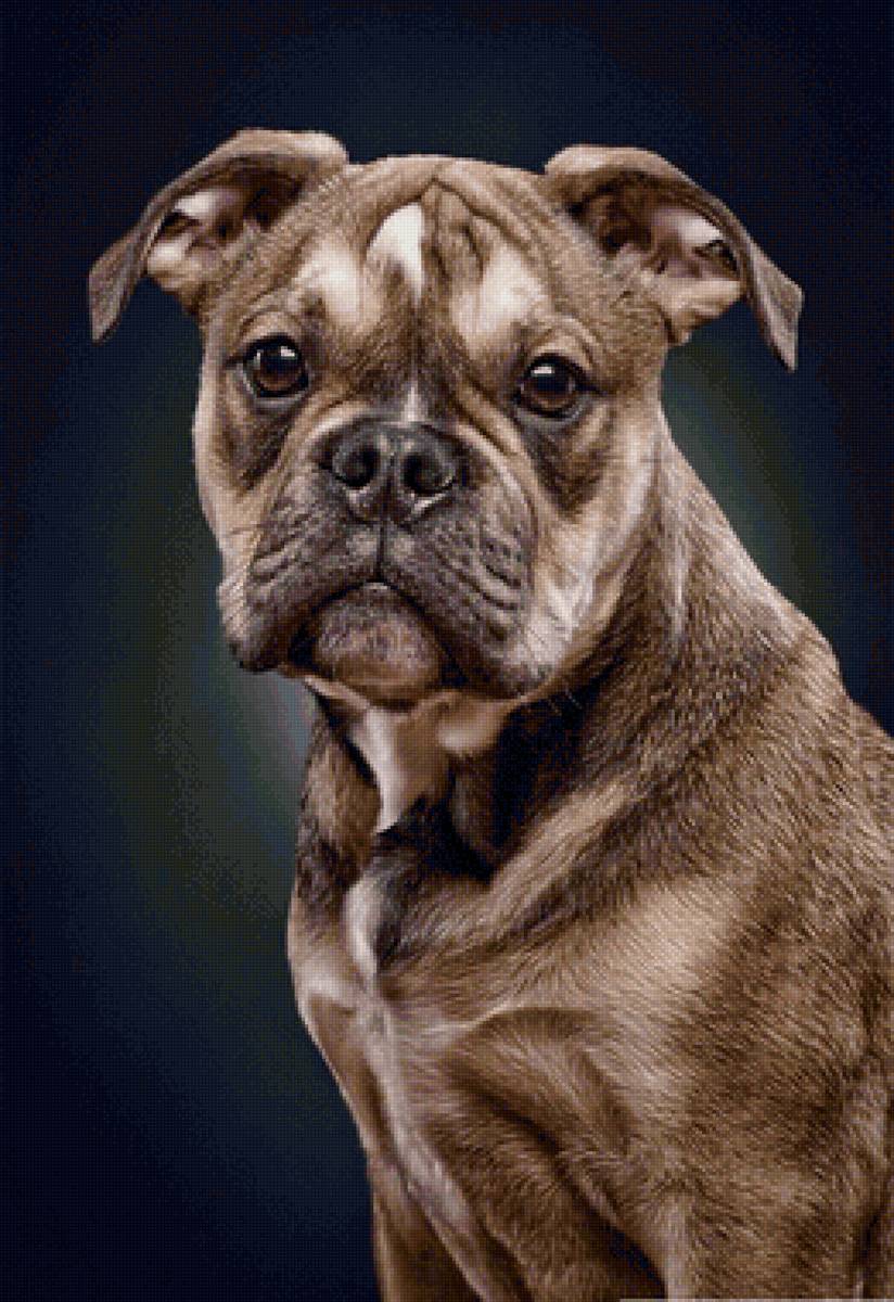 Cão - animais. - предпросмотр