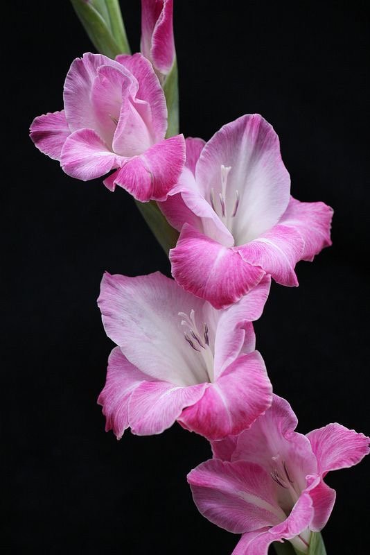 Гладиолус - цветы, гладиолус, растение - оригинал