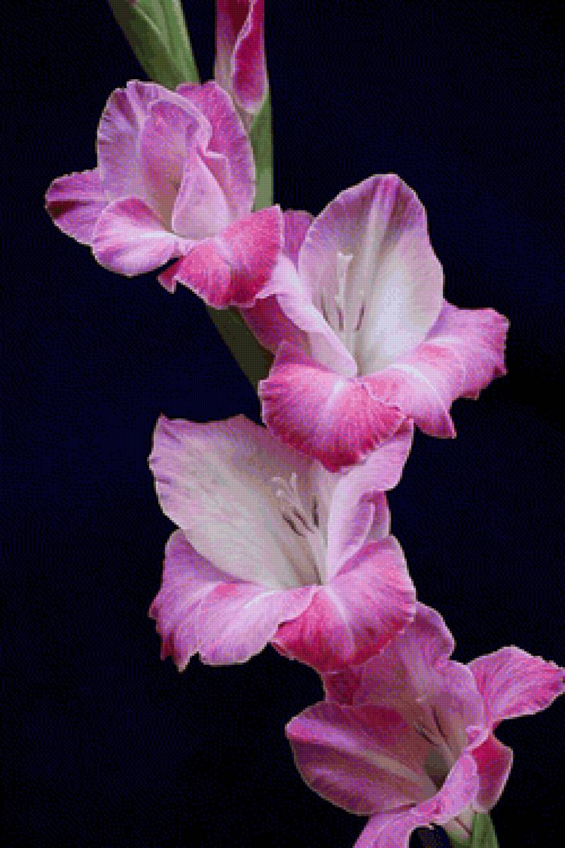 Гладиолус - гладиолус, цветы, растение - предпросмотр