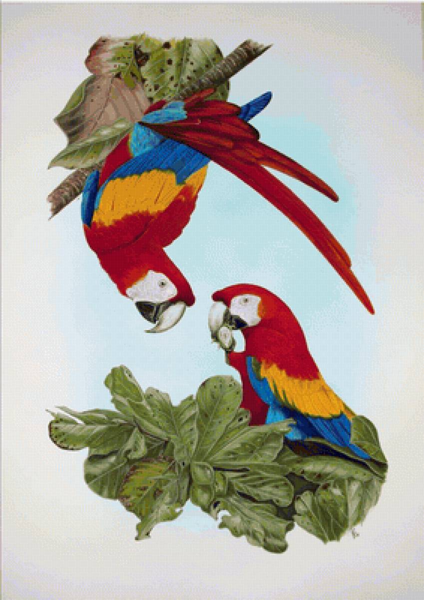 guacamayos - naturaleza - предпросмотр