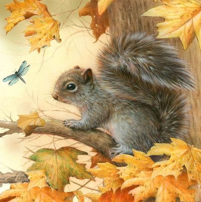 белка - белка, животные - оригинал