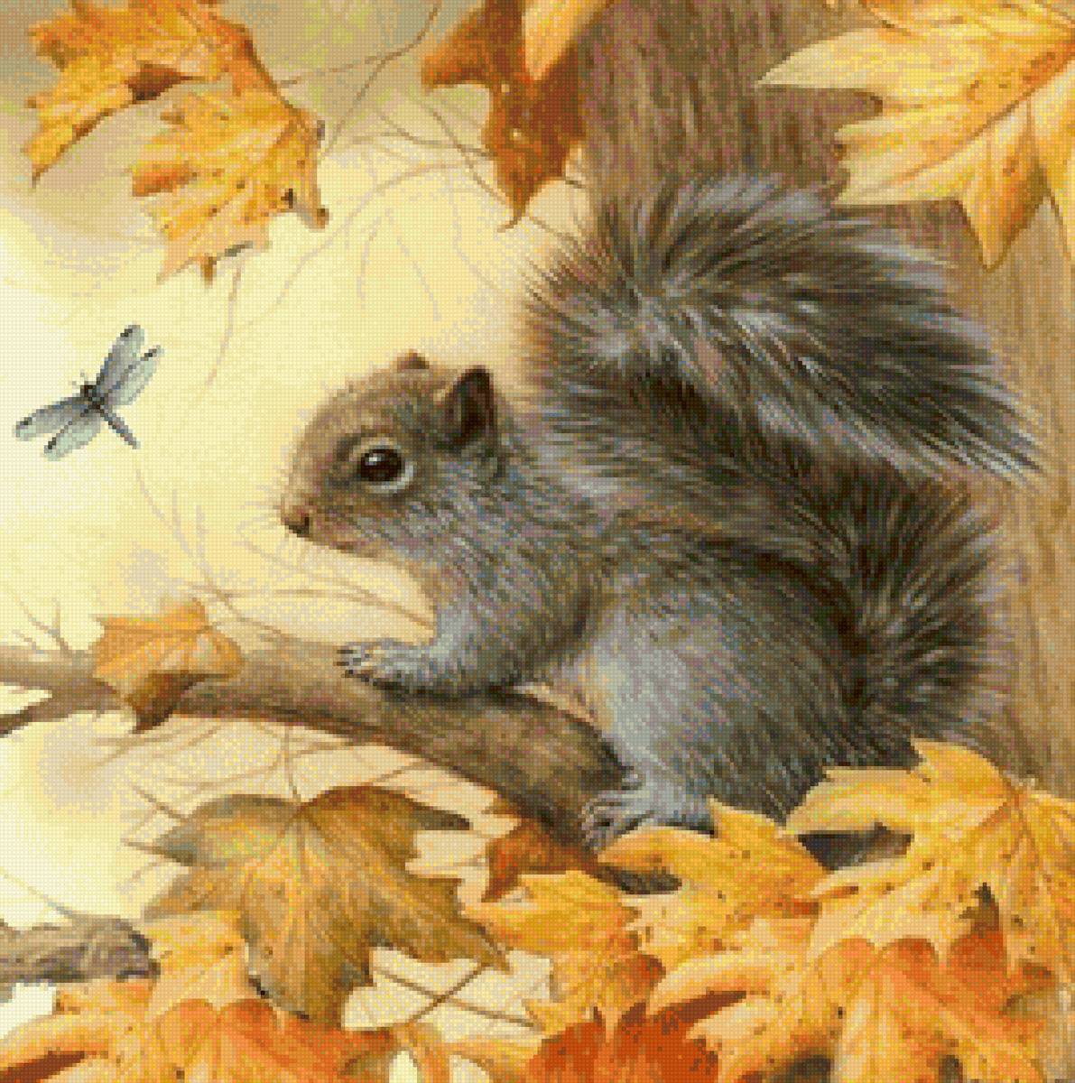 белка - животные, белка - предпросмотр