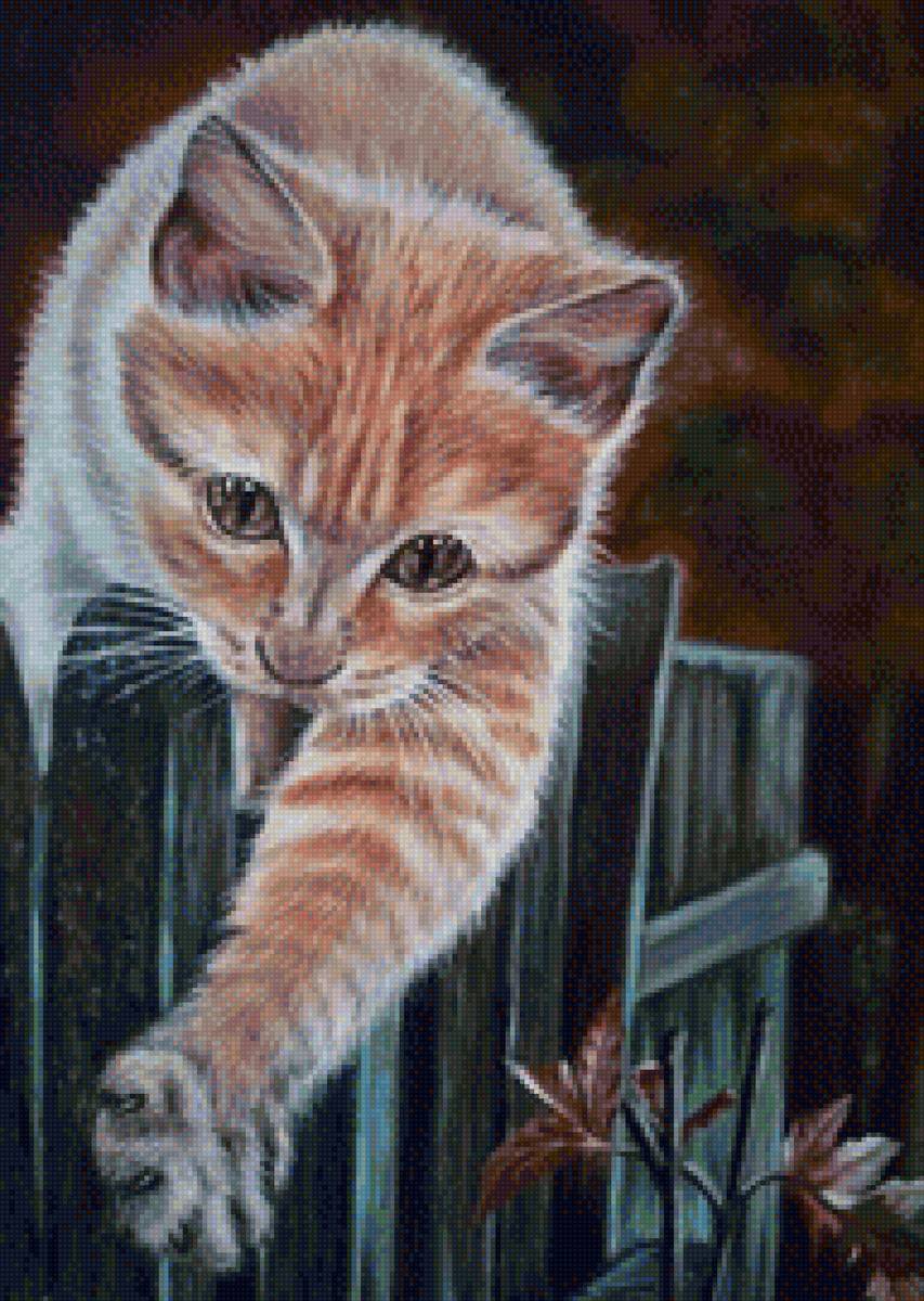 кот - животные, портрет, кот - предпросмотр