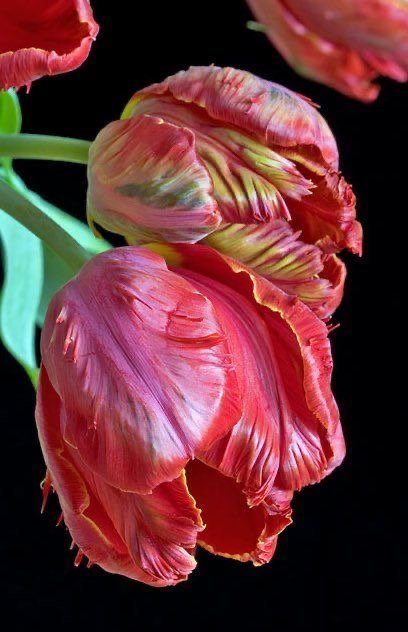 Тюльпаны - цветы, тюльпаны, природа - оригинал