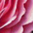 Предпросмотр схемы вышивки «Роза» (№2315418)