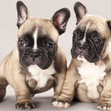 Схема вышивки «Бульдожки»