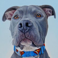 Схема вышивки «Cão.»