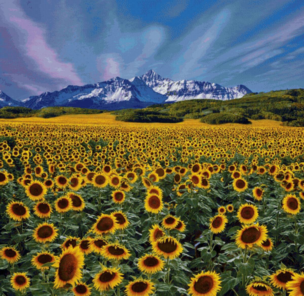 Paisagem de montanhas e girassol. - flores.paisagem.montanhas. - предпросмотр