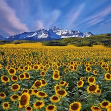 Схема вышивки «Paisagem de montanhas e girassol.»