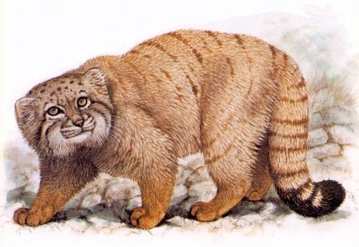 Gato.selvagem. - animais. - оригинал