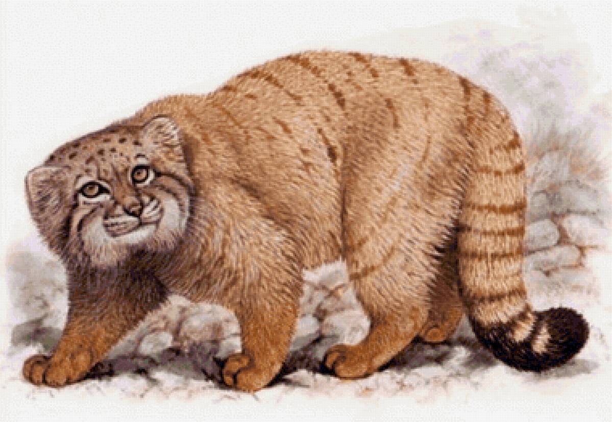 Gato.selvagem. - animais. - предпросмотр