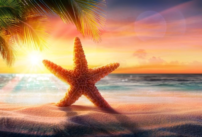 Морская звезда на пляже - пляж, море - оригинал