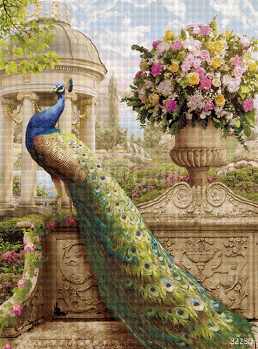 павлин - павлин - предпросмотр