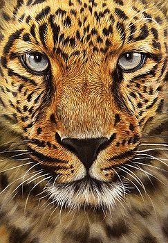 Тигр - оригинал