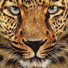 Схема вышивки «Тигр»